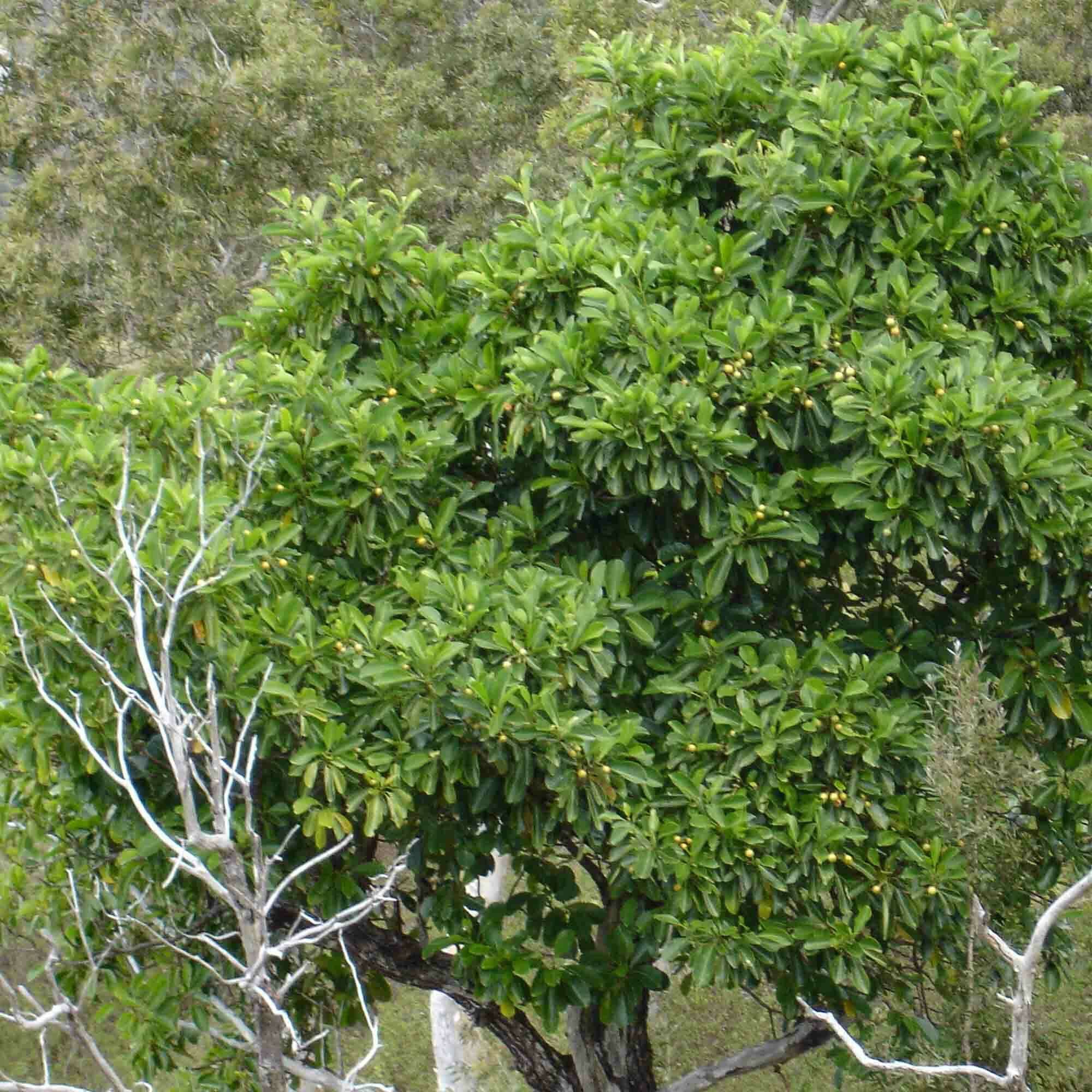 Image of Fagraea berteroana A. Gray ex Benth.