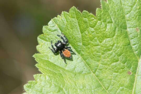 Carrhotus xanthogramma (Latreille 1819) resmi