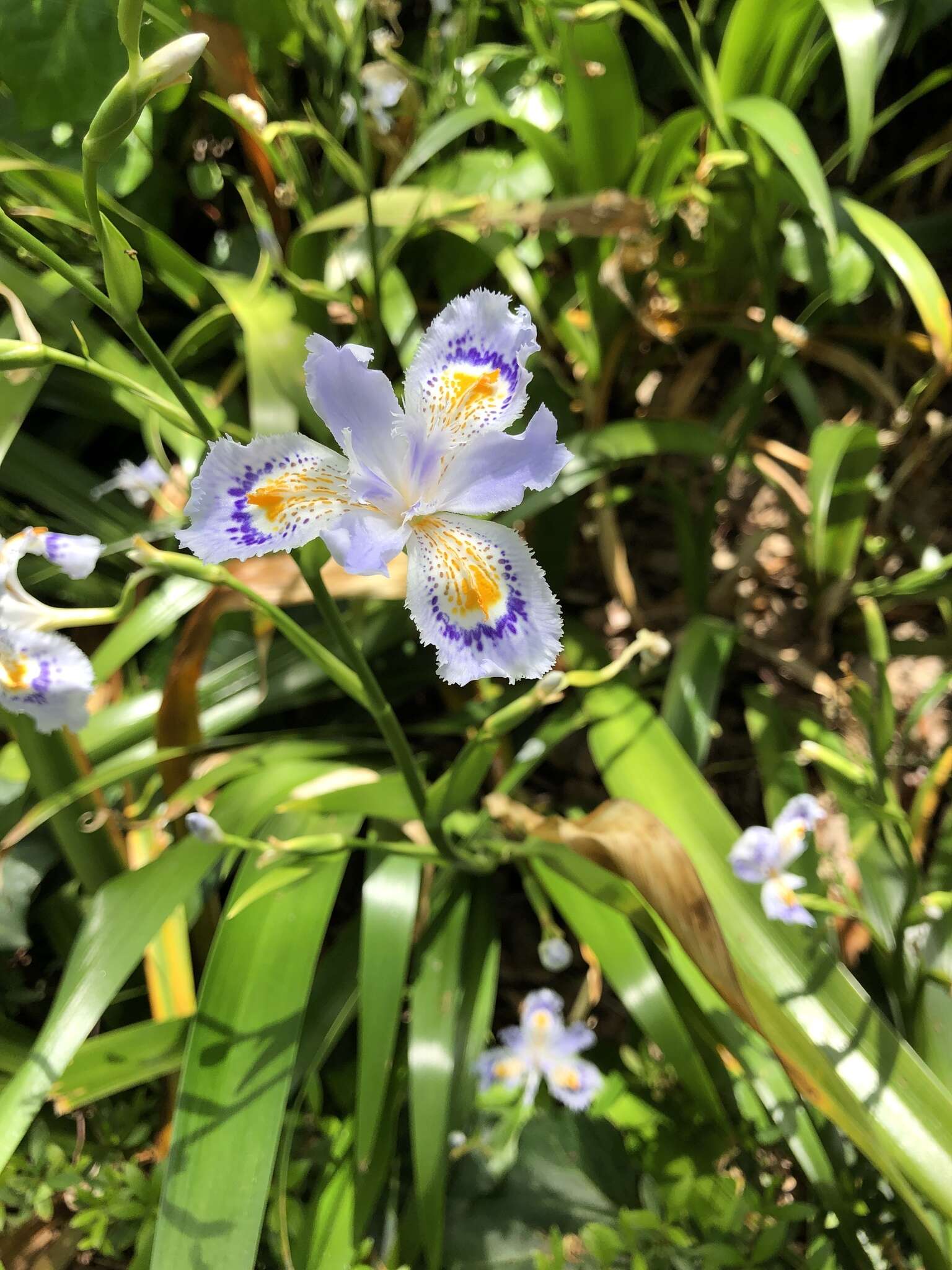 Sivun Iris japonica Thunb. kuva