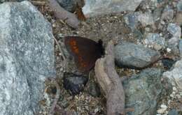 Image of Almond-eyed Ringlet