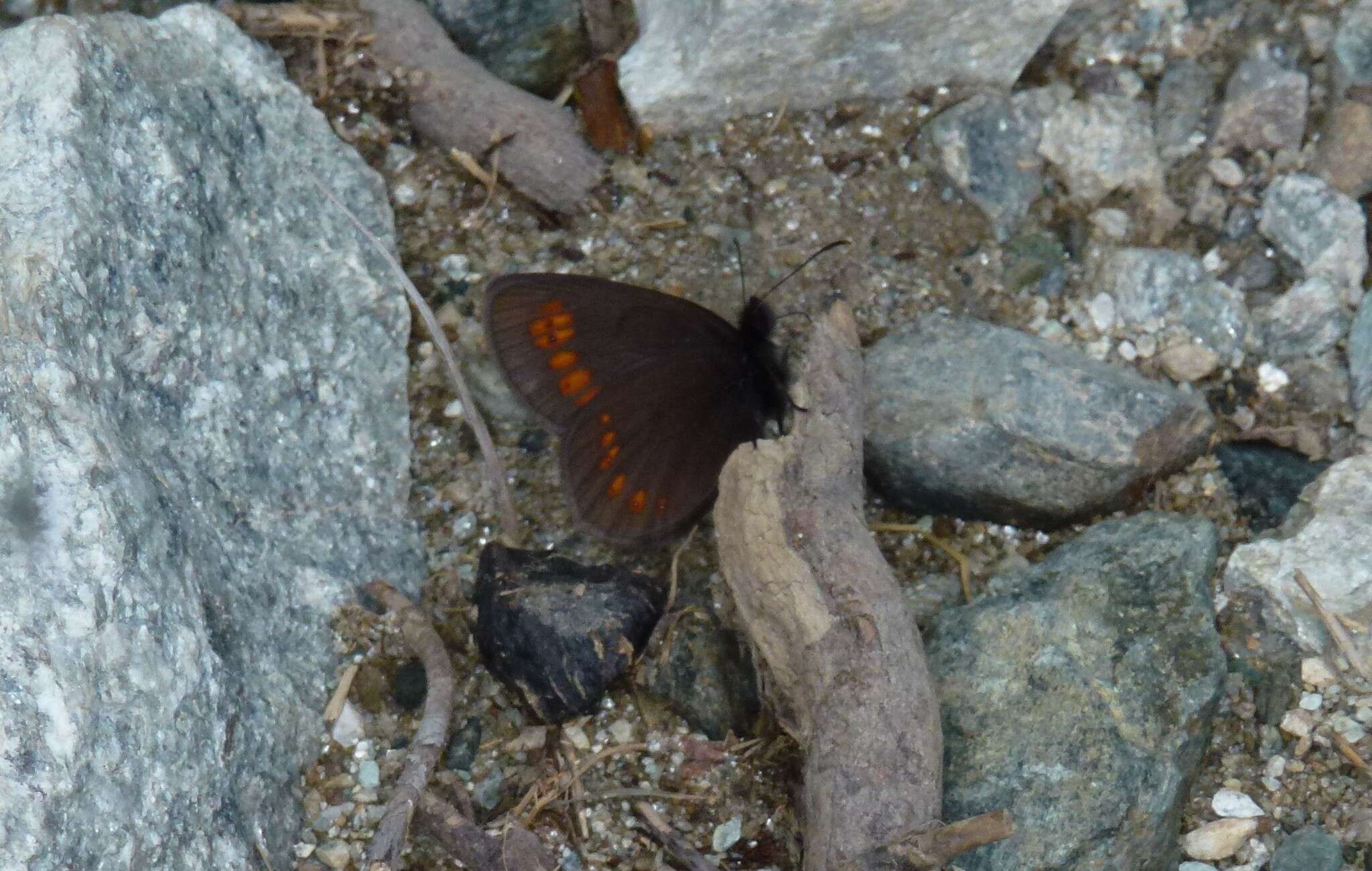 Image of Almond-eyed Ringlet