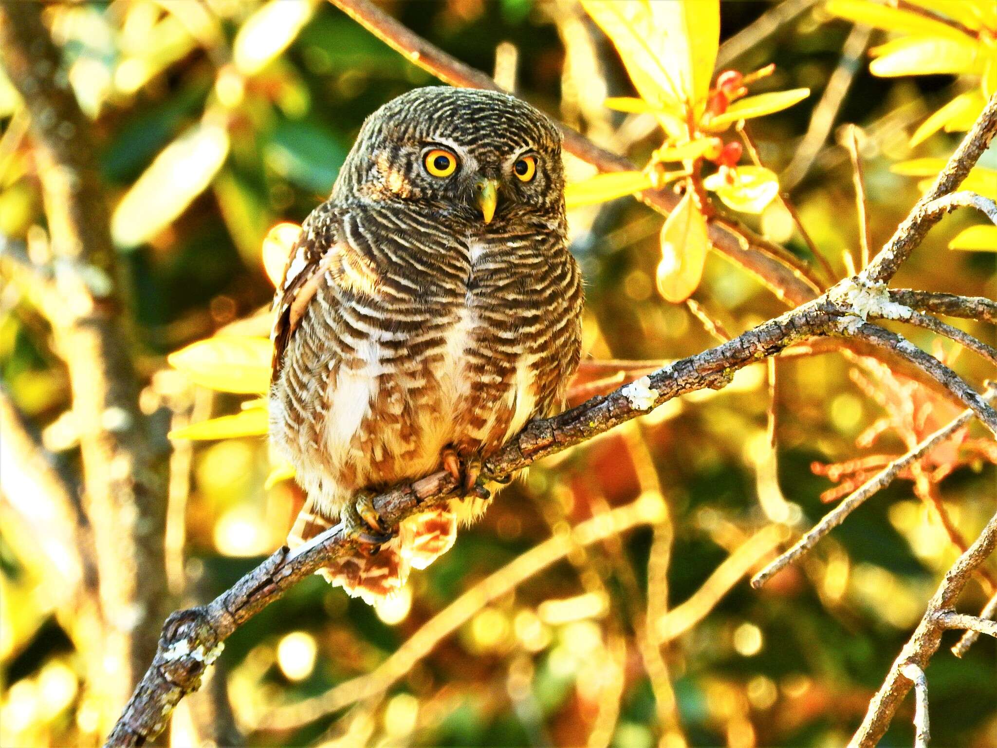 Image of Asian Barred Owlet