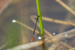 Agriocnemis pinheyi Balinsky 1963 resmi