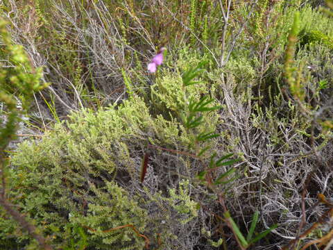 Image of Indigofera angustifolia var. tenuifolia (Lam.) Harv.