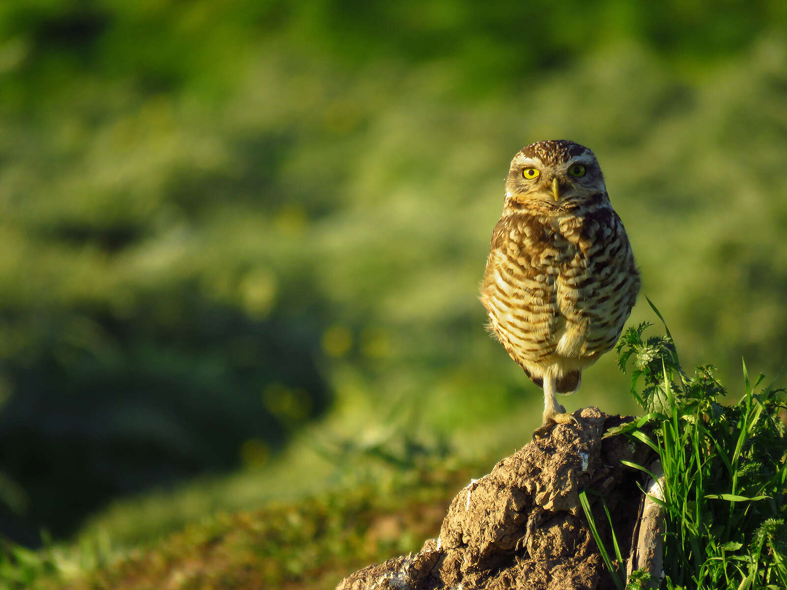 صورة Athene cunicularia cunicularia (Molina 1782)