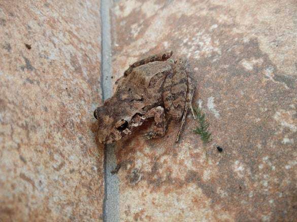 Image of Berkenbusch's Robber Frog