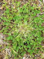 Image of suffocating clover