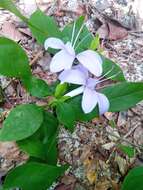 صورة Barleria phillyreifolia Baker