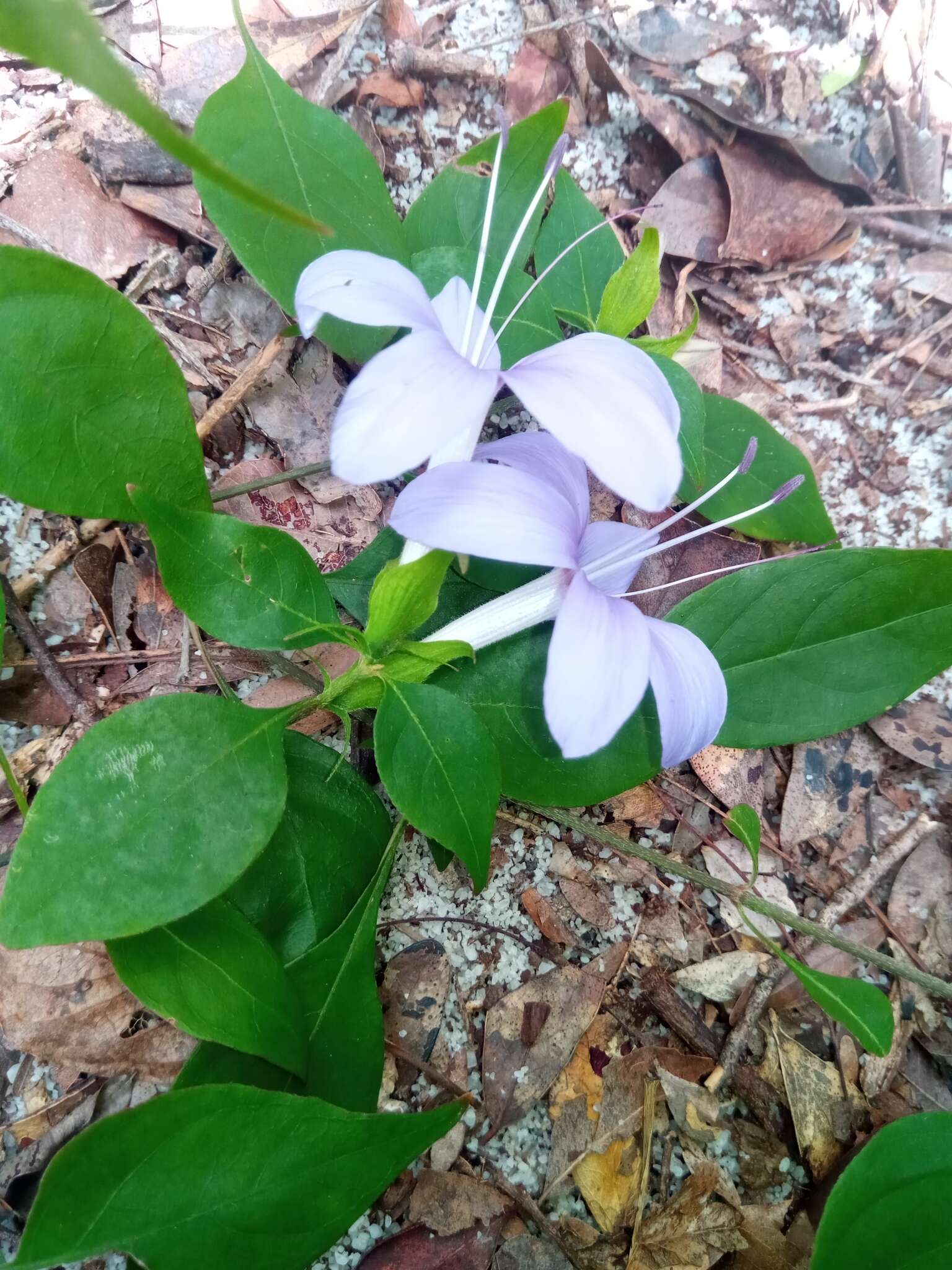 صورة Barleria phillyreifolia Baker