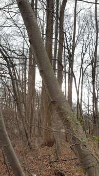 Image of Black birch