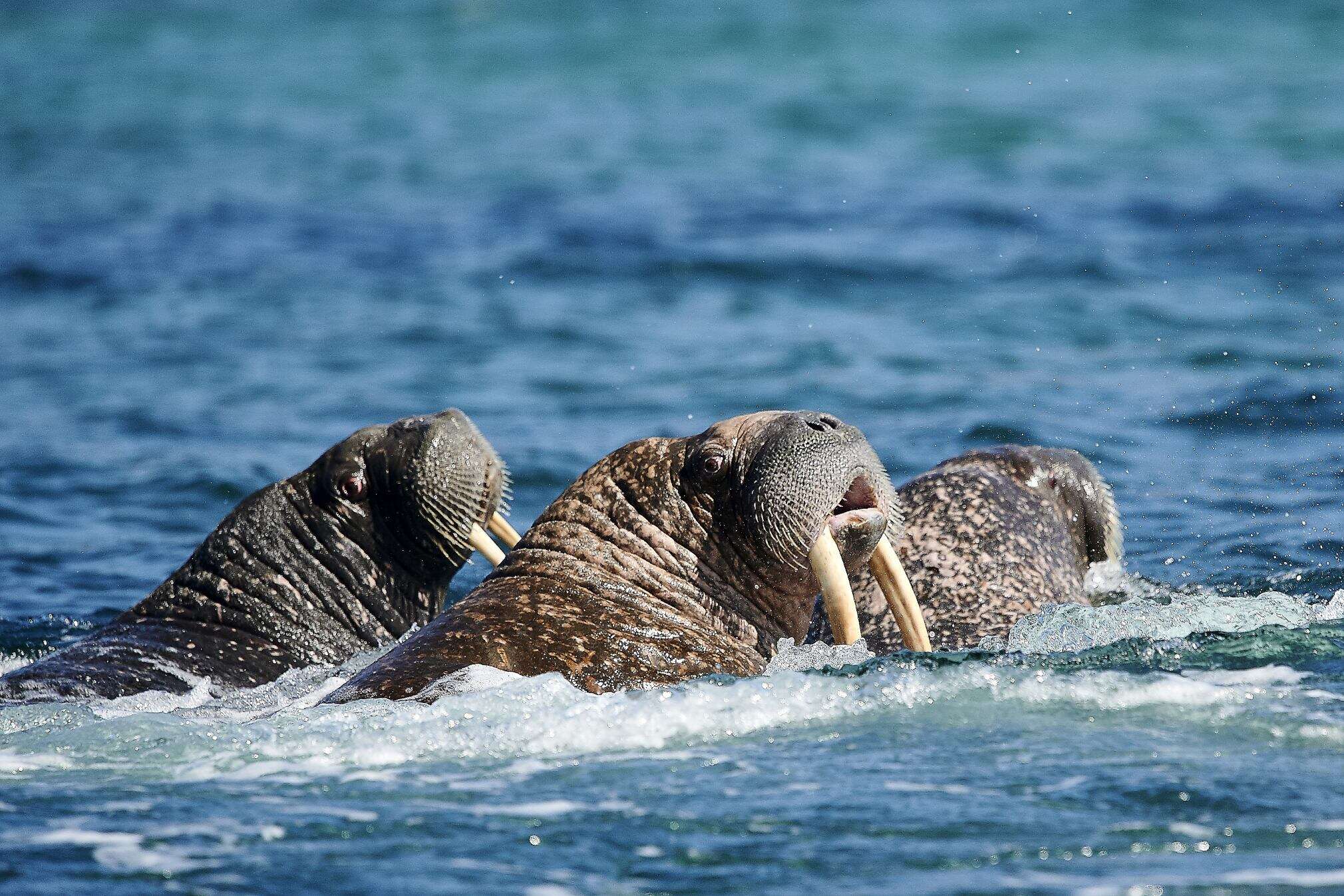 Image of Laptev Sea walrus