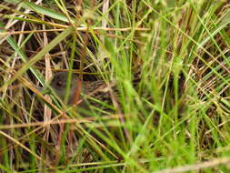 Image of Ash-throated Crake