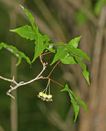 Plancia ëd Acer mandshuricum Maxim.