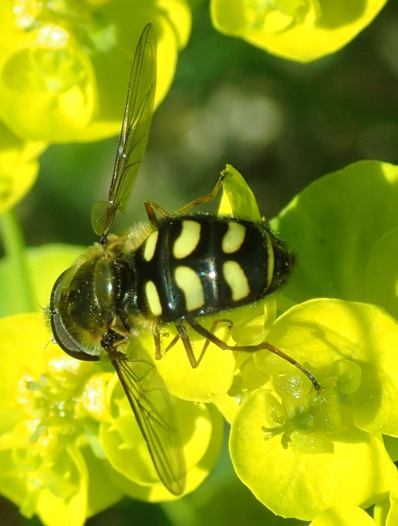 Plancia ëd <i>Lapposyrphus lapponicus</i>