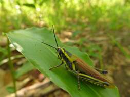 Eupropacris cylindricollis (Schaum 1853) resmi