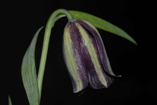 Image of Fritillaria oranensis Pomel