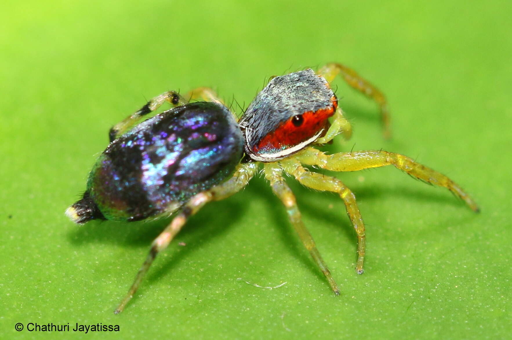 Image of Chrysilla volupe (Karsch 1879)