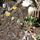 Image of Strickland's umbrellawort