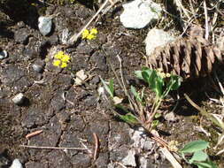 Image de Tauschia stricklandii (Coult. & Rose) Mathias & Constance