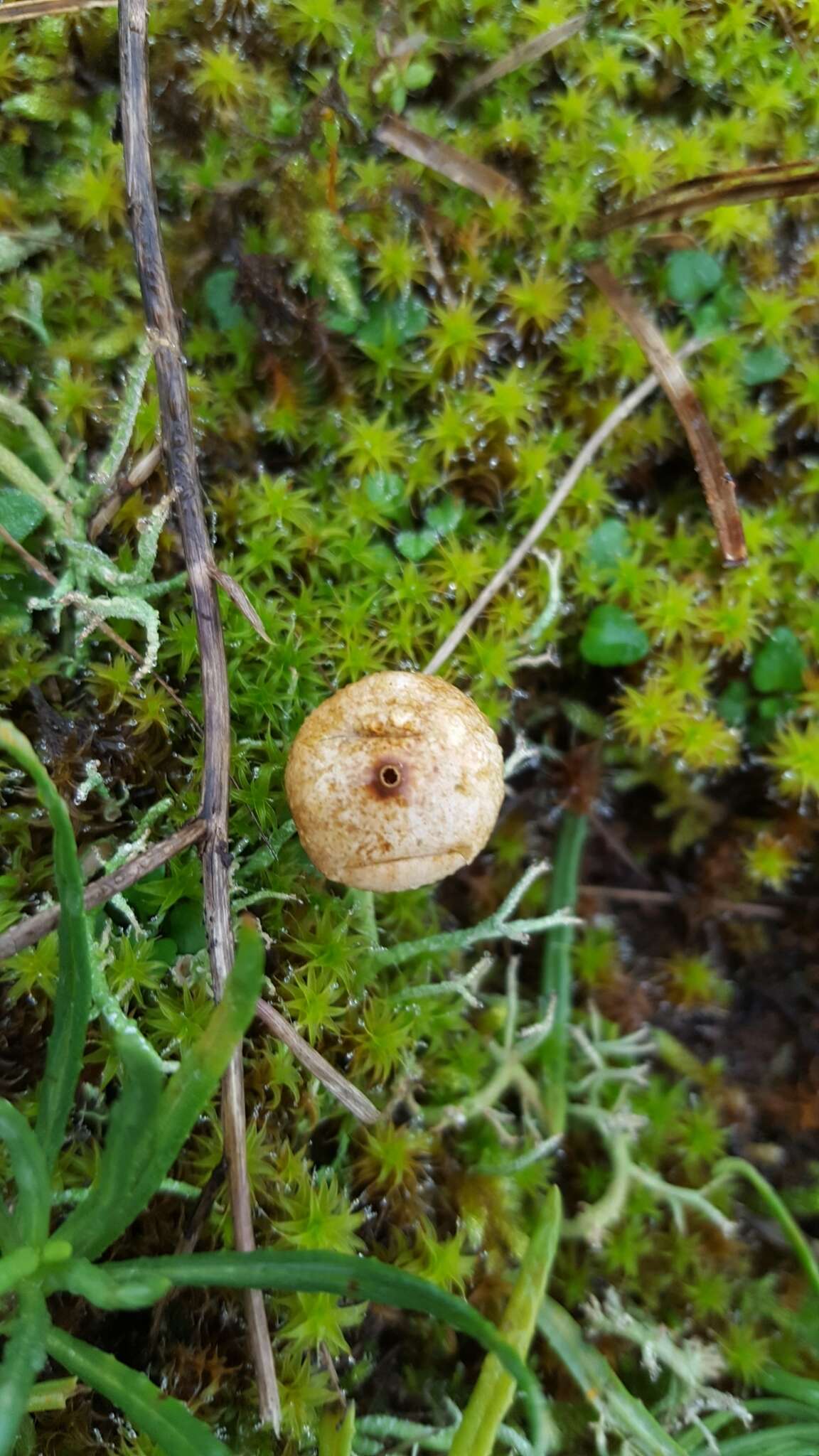 Image of Tulostoma brumale Pers. 1794