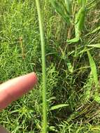 Sivun Carex triangularis Boeckeler kuva