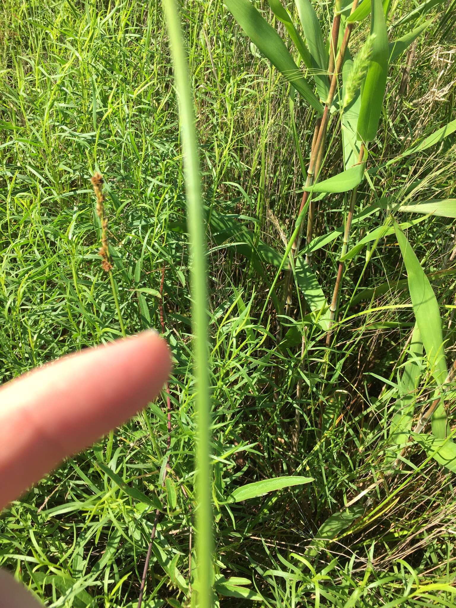 Sivun Carex triangularis Boeckeler kuva