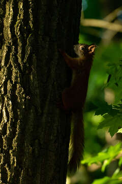 Image of Sciurus vulgaris ognevi Migulin 1928