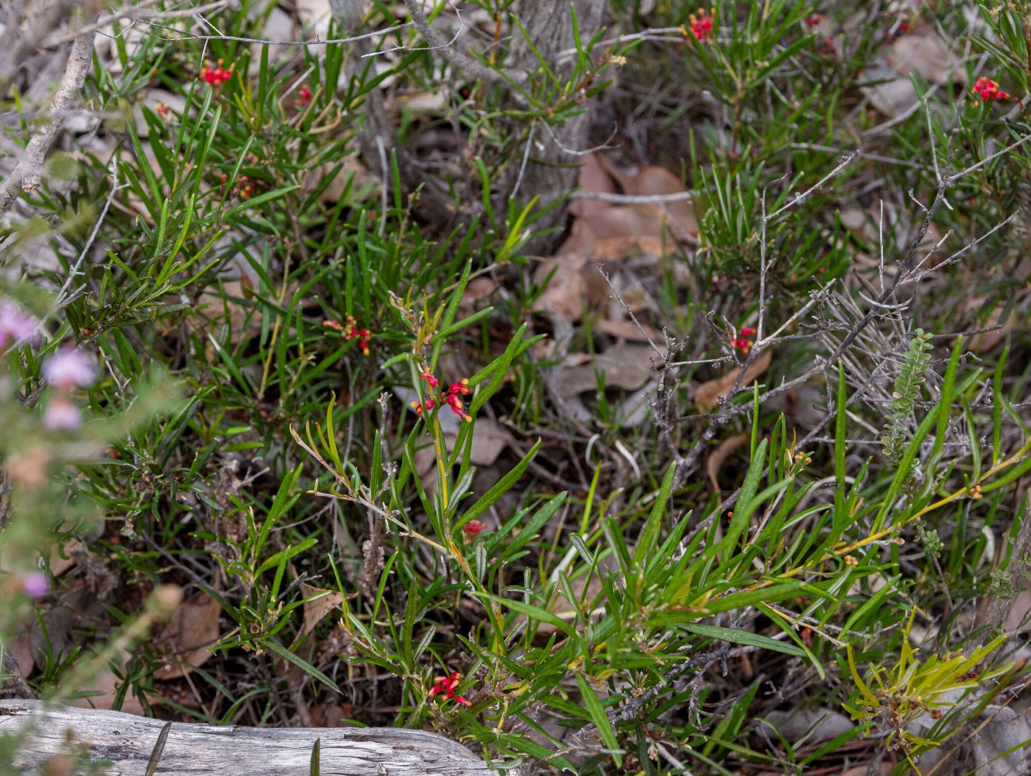 صورة Grevillea fasciculata R. Br.