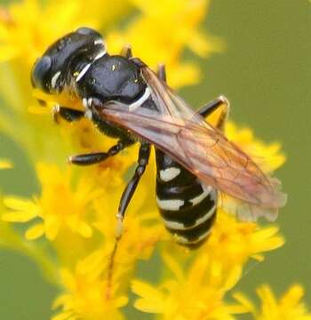 Image of Philanthus politus Say 1824