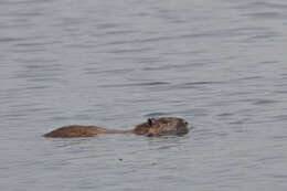 Image of Myocastor coypus coypus (Molina 1782)