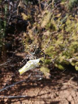 Image of Argiope australis (Walckenaer 1805)