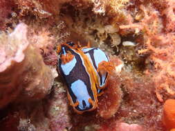 Image de Chromodoris westraliensis (O'Donoghue 1924)