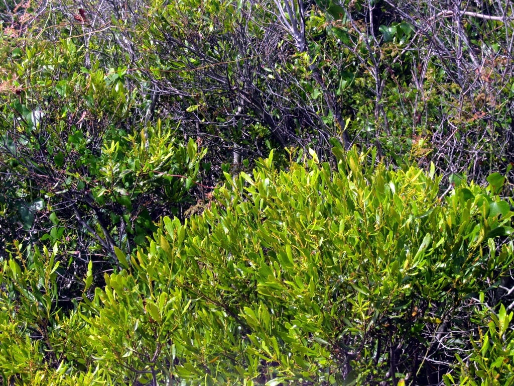 bayberry wax myrtle bayberry wax myrtle