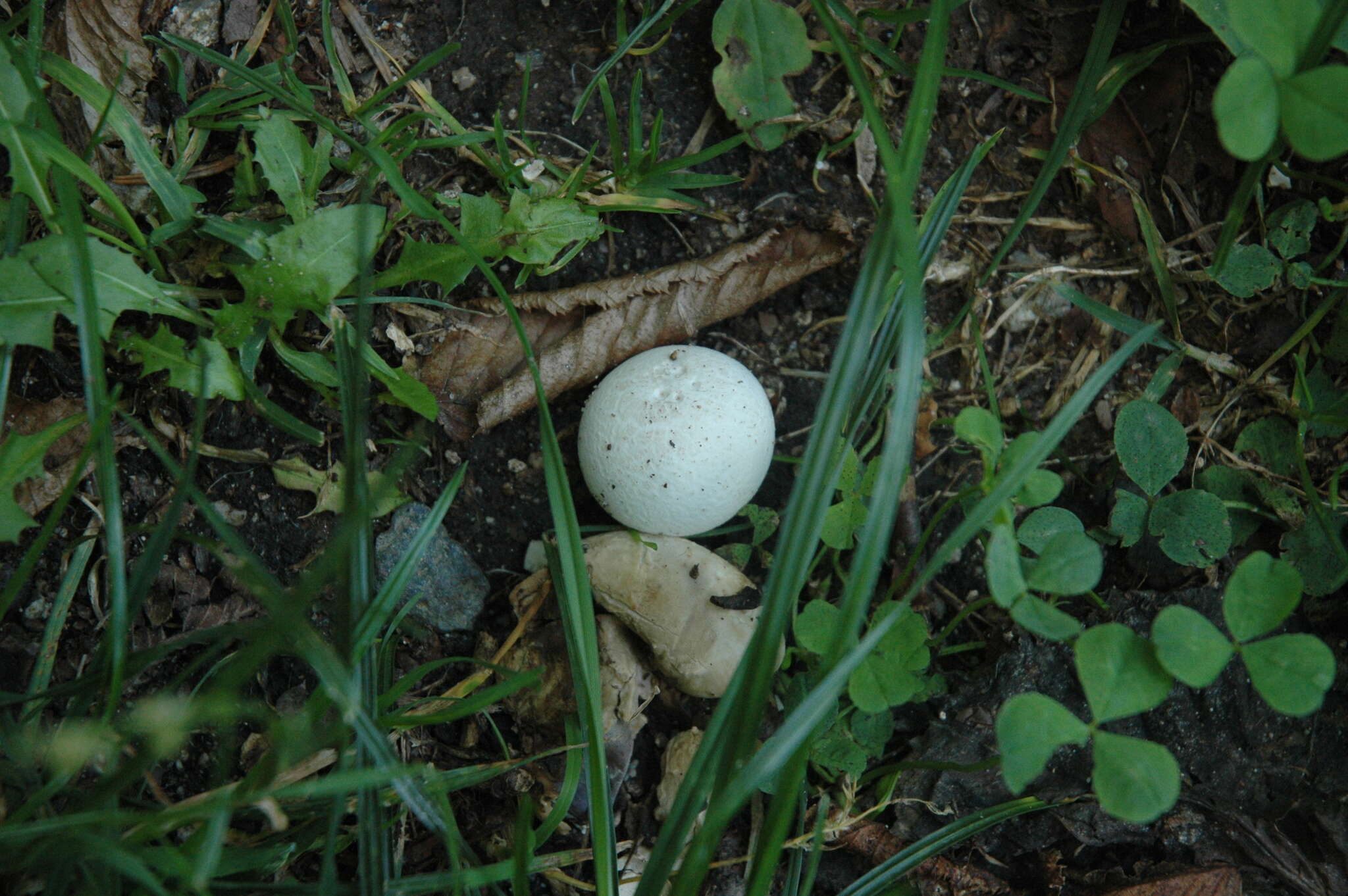 Image of Lycoperdon pratense Pers. 1794