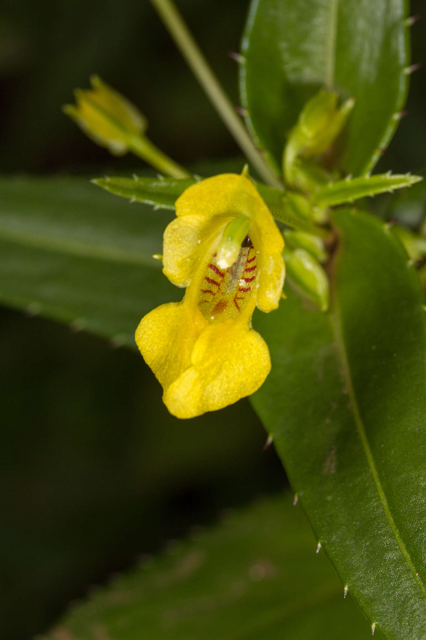 Image of Impatiens dalzellii Hook. fil. & Thoms.