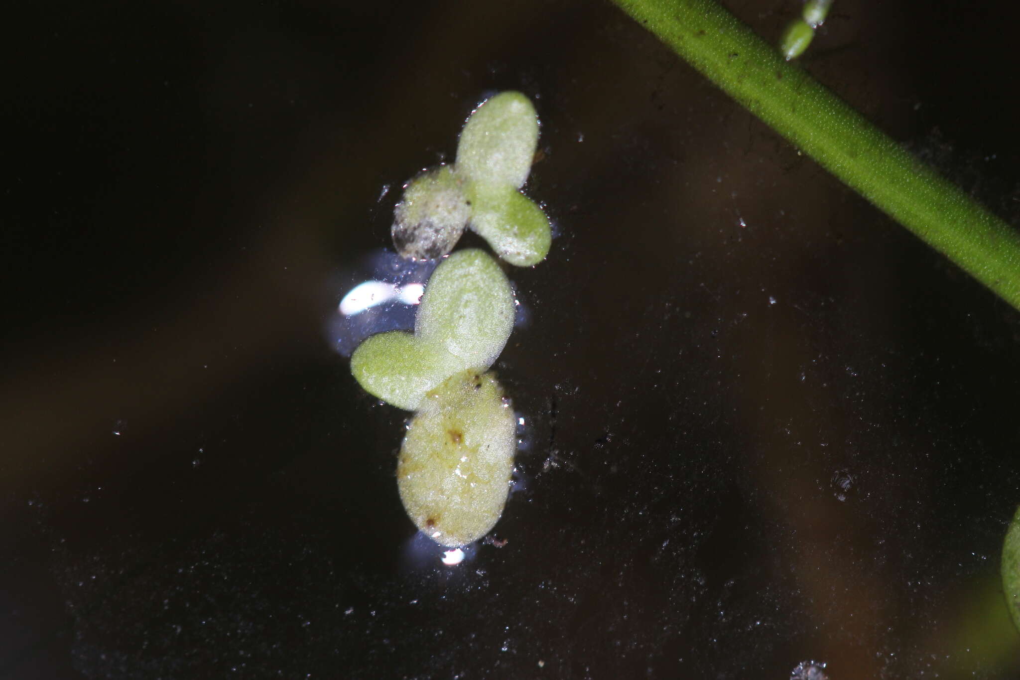 Plancia ëd Spirodela punctata (G. Mey.) C. H. Thomps.