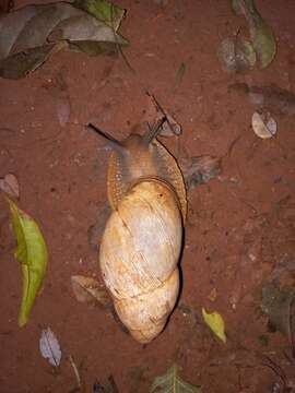 Image of Megalobulimus sanctaepauli (Ihering & Pilsbry 1900)