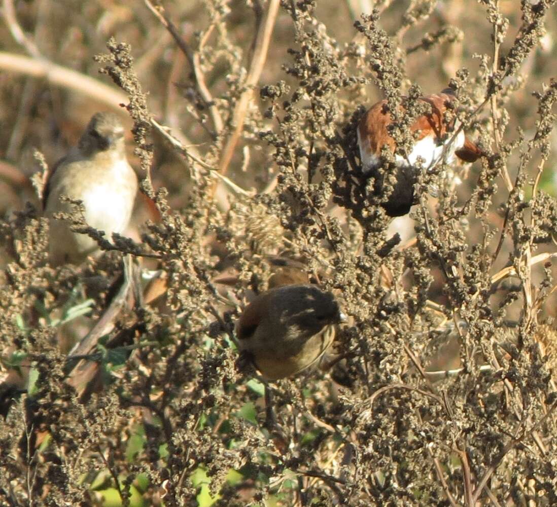 Image of Black-headed Canary