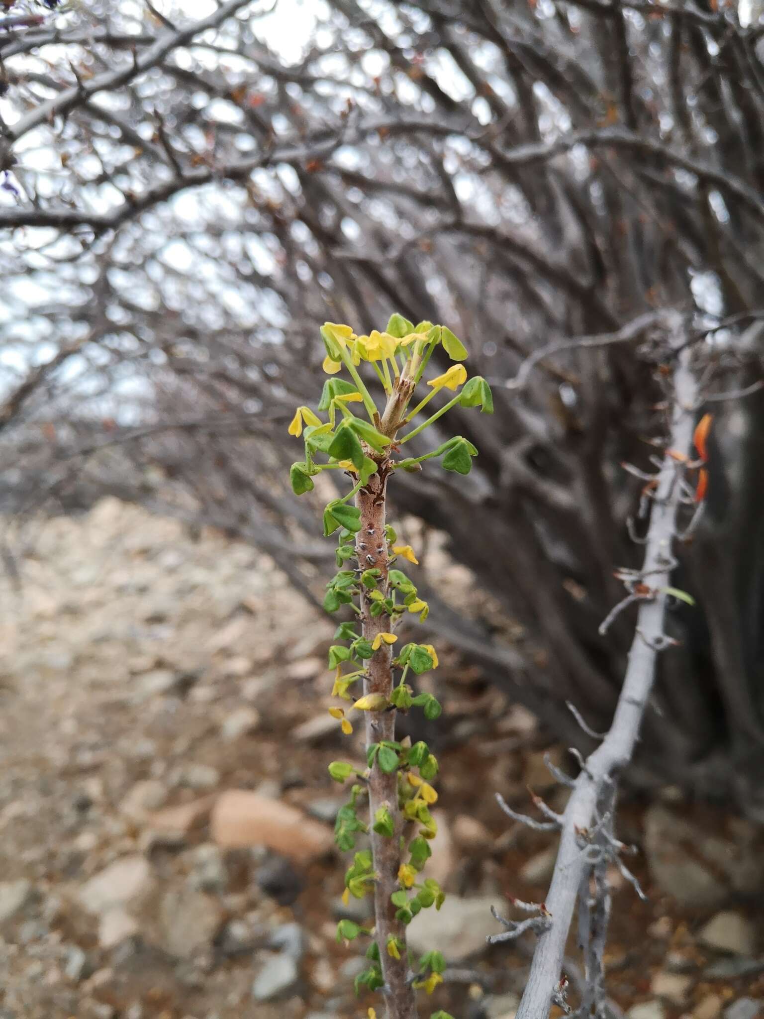 Image of Oxalis virgosa Molina