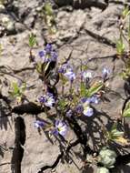 Image of doublehorn calicoflower