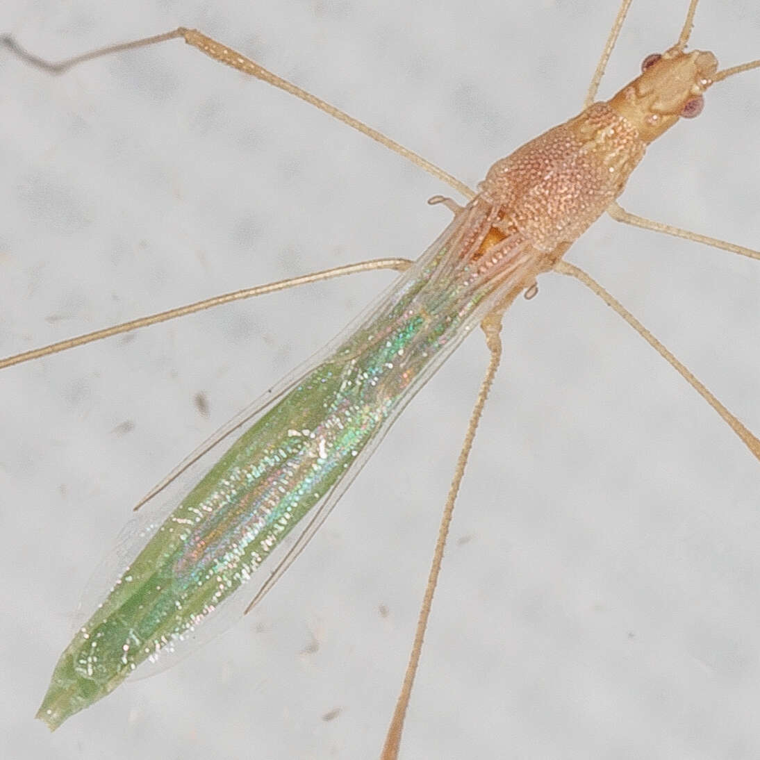 Image of Metacanthus (Metacanthus) multispinus (Ashmead 1887)