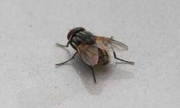 Image of house fly