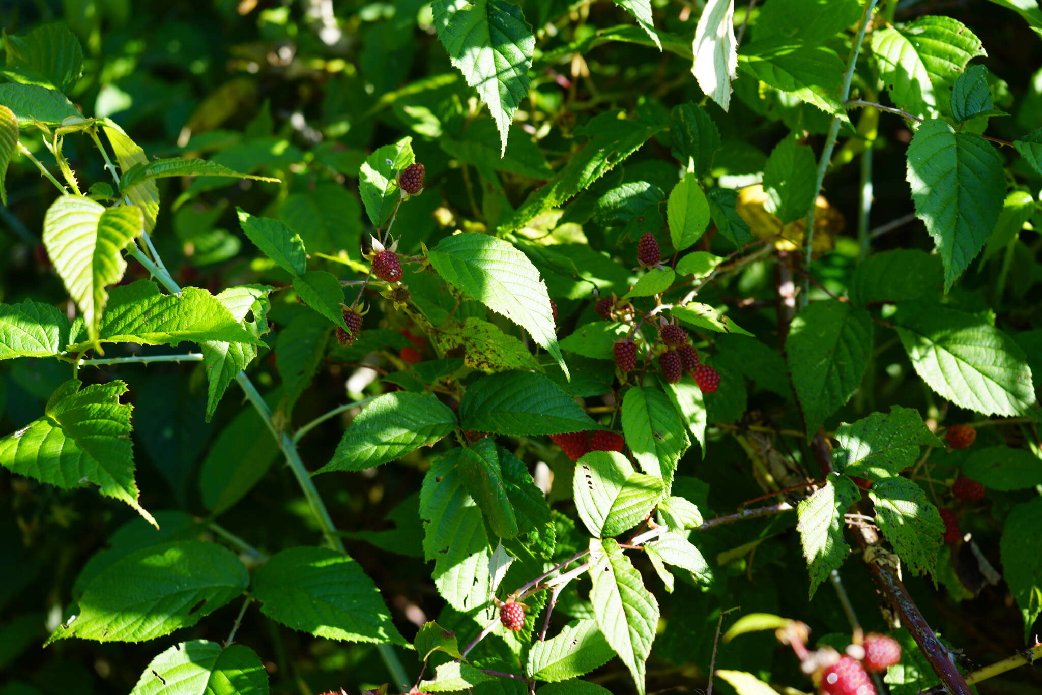 Image of Andes berry