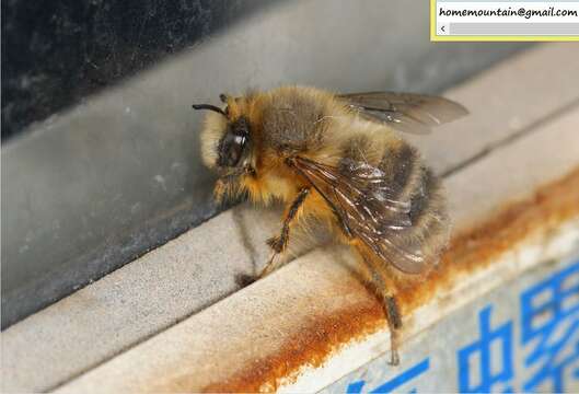 Sivun Anthophora melanognatha Cockerell 1911 kuva