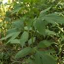 Image of Calycomyza frickiana Spencer 1986