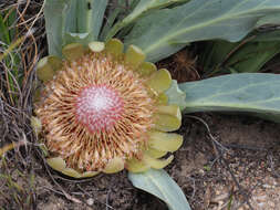 Image de Protea laevis R. Br.