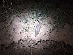 Image of Australian Long-haired Rat