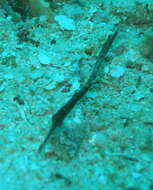 Image of Ghost pipefish