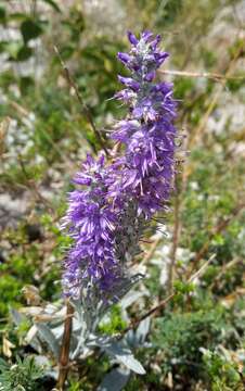 Image of spiked speedwell