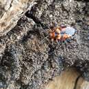 Image of Termite Assassin Bug